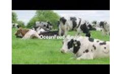OceanFeed Bovine HPI (Health and Performance Improver) Video