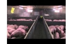 Mistral, Litter Conditioner for Fattening Pigs Video