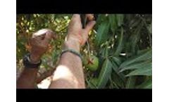 How to install a fruit sensor video - SupPlant - Video