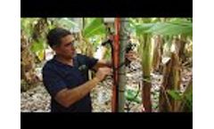 How to install dendrometer sensors on a banana`s stem - SupPlant video