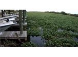 AIS Barrier Installed to Control Water Hyacinth