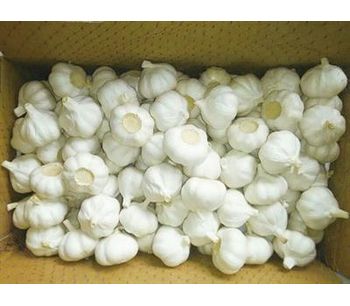 Pure White and White Garlic-4