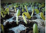 Advantages of heating mats in seed germination
