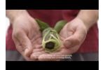 Growcoon Case | Rötjes Young Plants | Trees | Just-in-Time Delivery Video