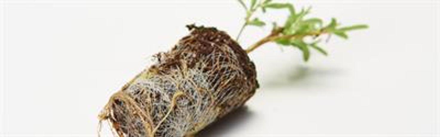 Maan BioBased - Growcoon for Trees
