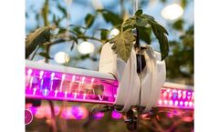 Hortilux - Grow Light Strategy Personal Consulting Service