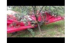 Harvesting Plums in Serbia Video