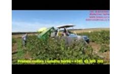 Raspberry harvesting machine SP-07 Video
