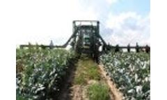 Vegetable Harvesting Conveyor Belt Video