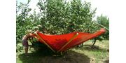 Harvesting Machine for Plums, Cherries, Olives