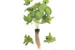 Hydroponic Growing Media for Vegetables and Herbs - Agriculture - Horticulture