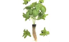 Hydroponic Growing Media for Vegetables and Herbs