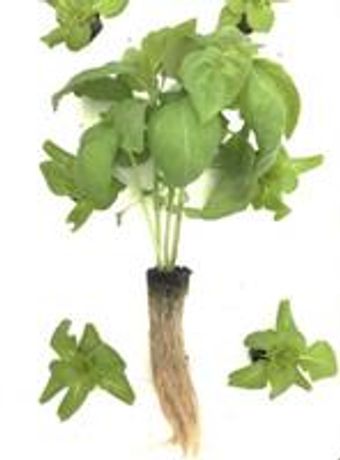 Hydroponic Growing Media for Vegetables and Herbs - Agriculture - Horticulture