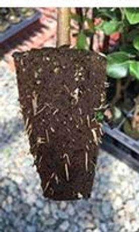 FlexiPlugs - Stabilized Peat Plugs for Professional Grower