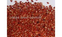 Piper Americano - Piper Sudan Grass Seed