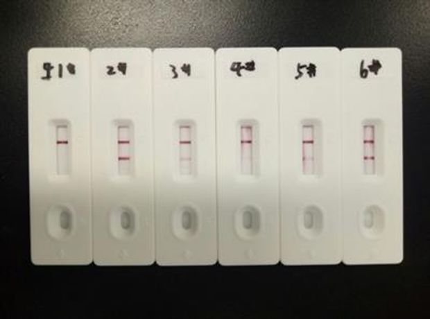 Bioeasy - Model YR1A1001 - Brucella Antibody Rapid Test Cassette (BCL Ab) Result in 10minutes