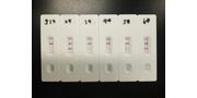 Brucella Antibody Rapid Test Cassette (BCL Ab) Result in 10minutes