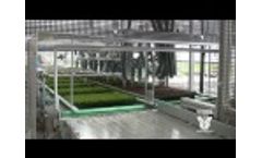 Transplanting Line for Heather Plants - VISSER.EU Video