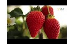 Strawberries in Portugal in NGS System - Video