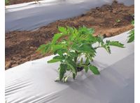 Criado - Plastic Mulch