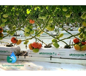 Advantages of Tomato Growing in Hydroponic Systems