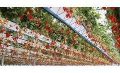 Strawberry cultivation in greenhouses using hydroponic systems