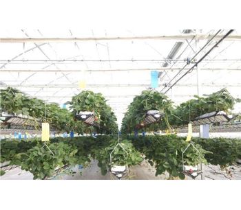 Hydroponic agriculture - Advantages and Disadvantages
