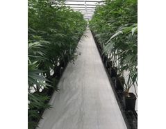 Macetas de Cannabis sobre Spacer