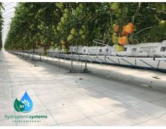 Advantages of Tomato Growing in Hydroponic Systems