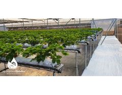 Strawberry cultivation in greenhouses using hydroponic systems