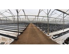 How to grow blueberries: Blueberry growing system in hydroponic greenhouse