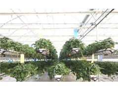 Hydroponic agriculture - Advantages and Disadvantages