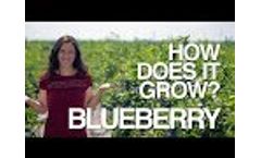 BLUEBERRY | How Does it Grow? Video