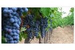 Sustainable sea water desalination solutions for vineyards industry - Agriculture - Horticulture