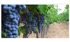 Sustainable sea water desalination solutions for vineyards industry