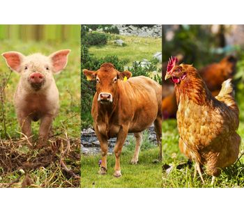 Sustainable microbial products for animal DFM - Agriculture - Livestock