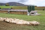 Sustainable microbial products for animal waste treatment - Agriculture - Livestock