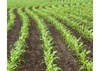 Plant Nutrition with True Solution Starter Fertilizer