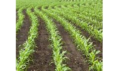 Plant Nutrition with True Solution Starter Fertilizer