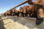 Advanced FT-NIR Analysis for Feed & Forage Sector - Agriculture - Livestock