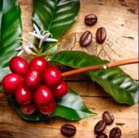 FT-NIR analysis for coffee sector - Food and Beverage - Beverage