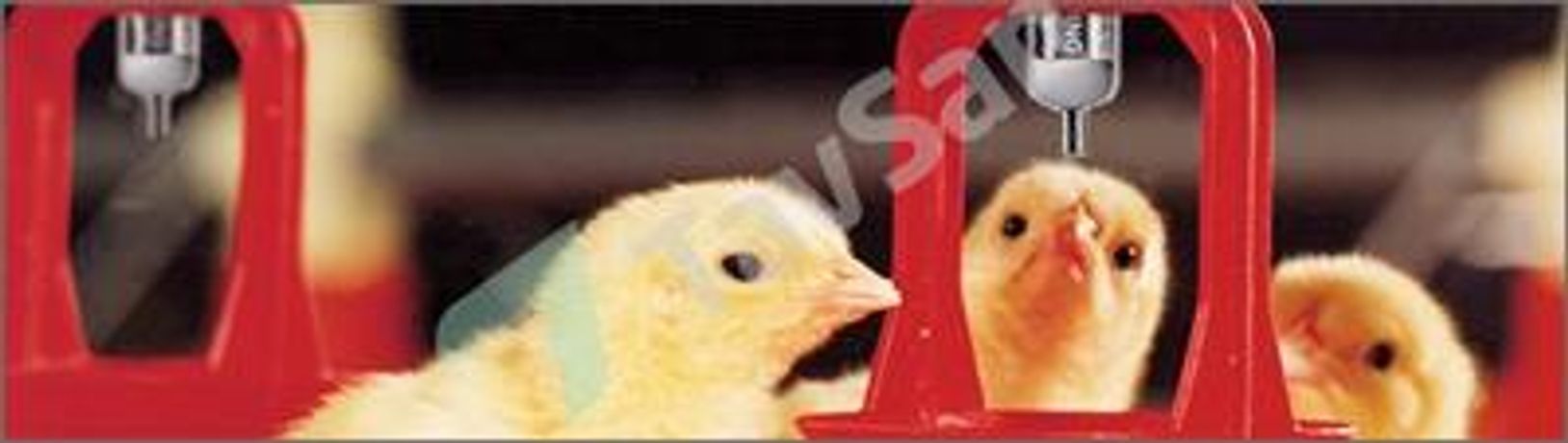 Tavsan - Poultry Nipple Drinker