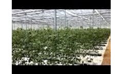 9mile Agro Farm Project Video