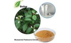 Bolise - Mussaenda Pubescens Extract