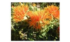 Natural Organic Pure Safflower Seed Oil