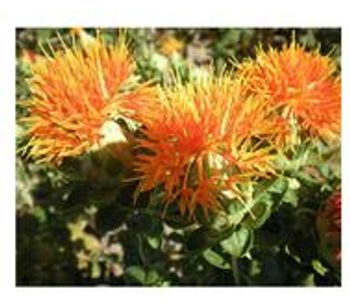 Natural Organic Pure Safflower Seed Oil