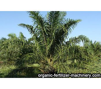 Benefits of applying organic fertilizer to oil palm