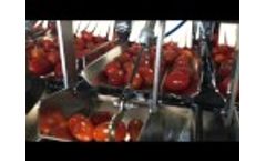 A&B Packing Tomato Evolution Small Line Video