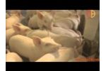 Livestock Equipment Manufacturers,Pig Equipment Factories Video
