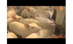 Livestock Equipment Manufacturers,Pig Equipment Factories Video